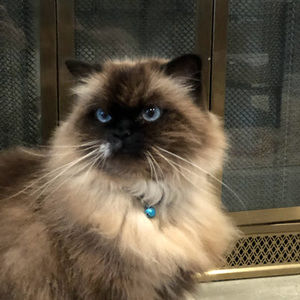 Meet your Posher, Gita